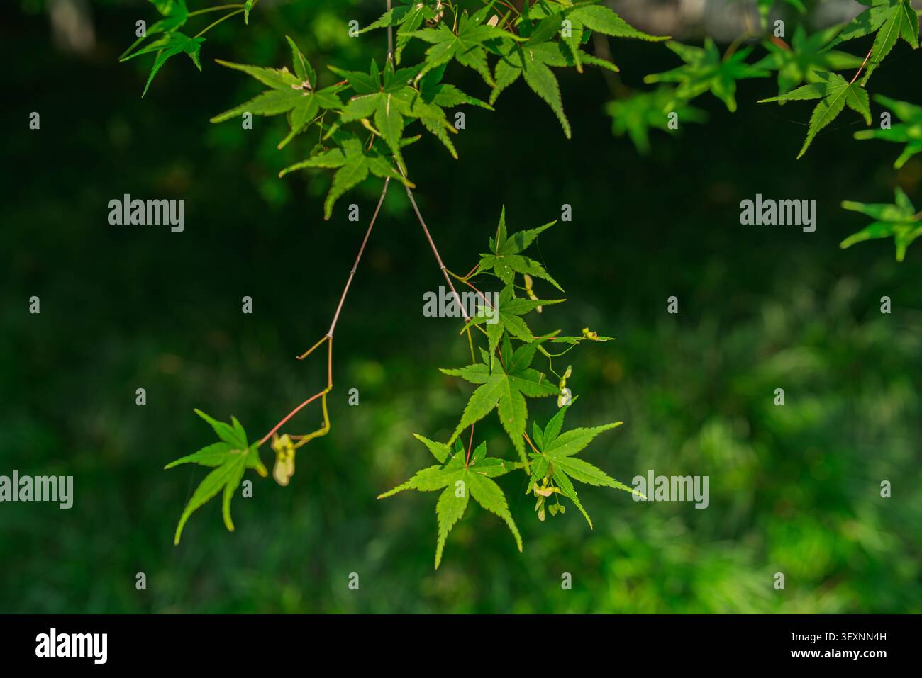 Vista ravvicinata delle foglie verdi d'acero giapponese (Acer palmatum) e dei piccoli semi alati di samara appesi su un ramo sottile con sfondo bokeh sfumato. Foto Stock