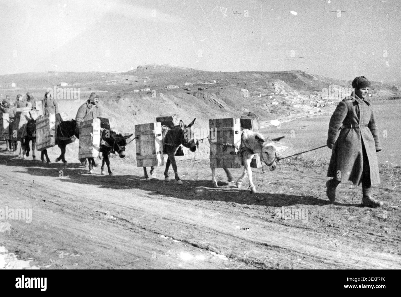 I soldati dell'Esercito Rosso trasportano provviste con l'aiuto di muli. Kerch, Crimea, Ucraina 1944 seconda guerra mondiale. Nell'ottobre 1941, la Wehrmacht conquistò un larg Foto Stock