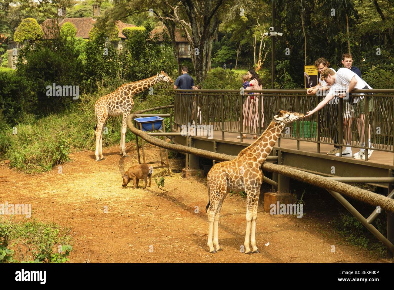 Nairobi, Kenya - 14 ottobre 2025: I turisti nutrono una giraffa Rothschild in via di estinzione da una piattaforma del Nairobi Giraffe Center. Autentico Foto Stock