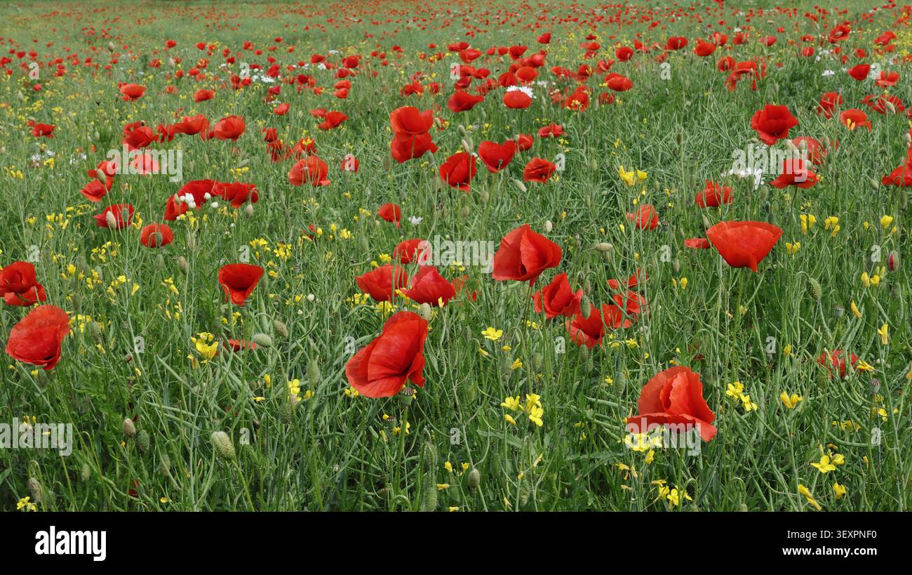Il vivace campo di papaveri rossi in fiore mescolati con fiori selvatici gialli si estende su un lussureggiante prato verde, creando un colorato paesaggio primaverile pieno Foto Stock