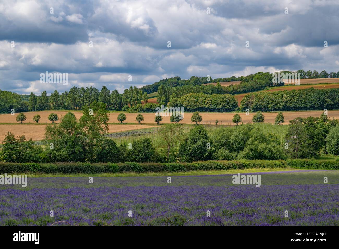 Castle Farm, Shoreham, KENT - campi di lavanda nell'estate 2026 Foto Stock
