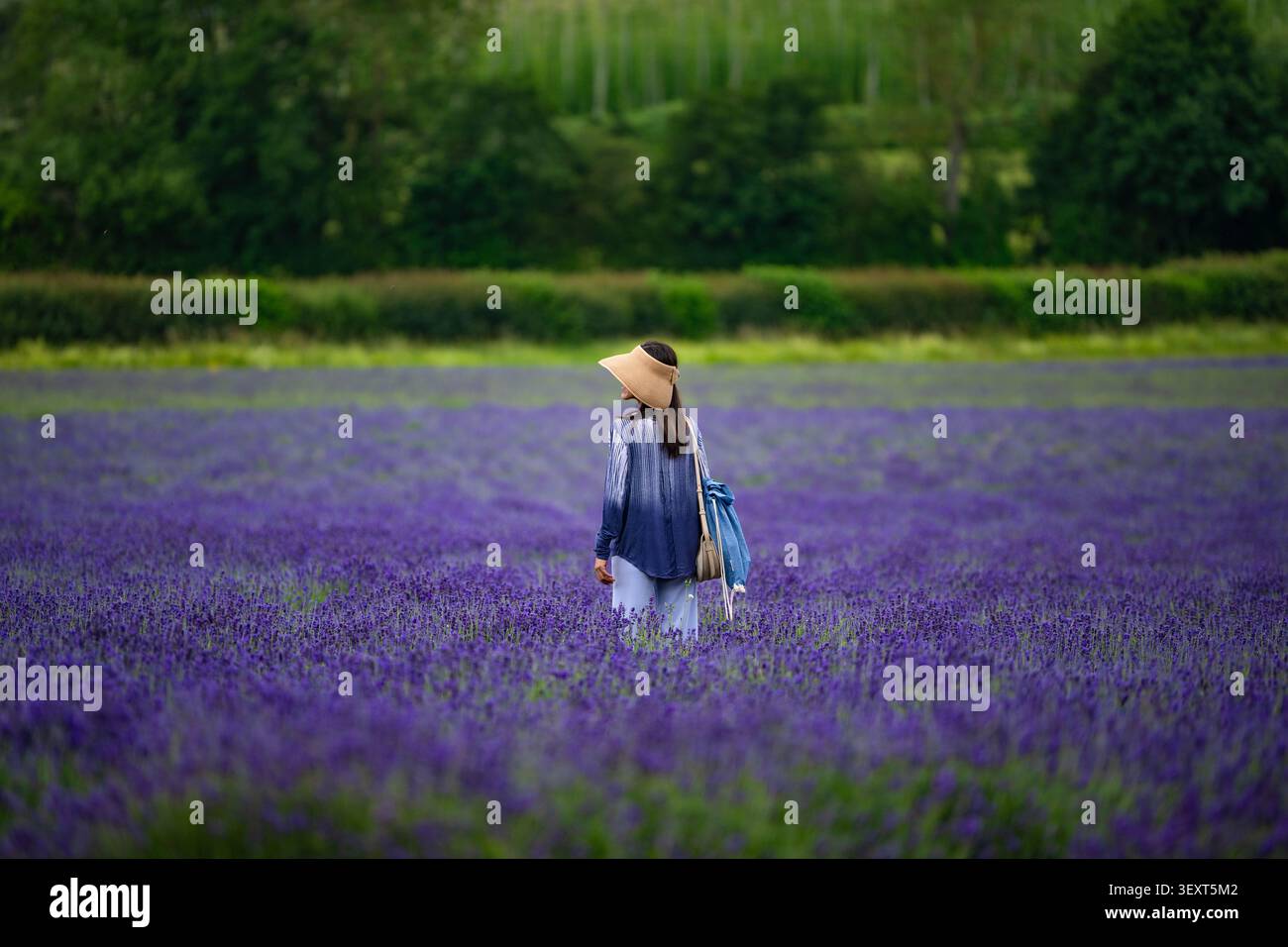 Castle Farm, Shoreham, KENT - campi di lavanda nell'estate 2026 Foto Stock