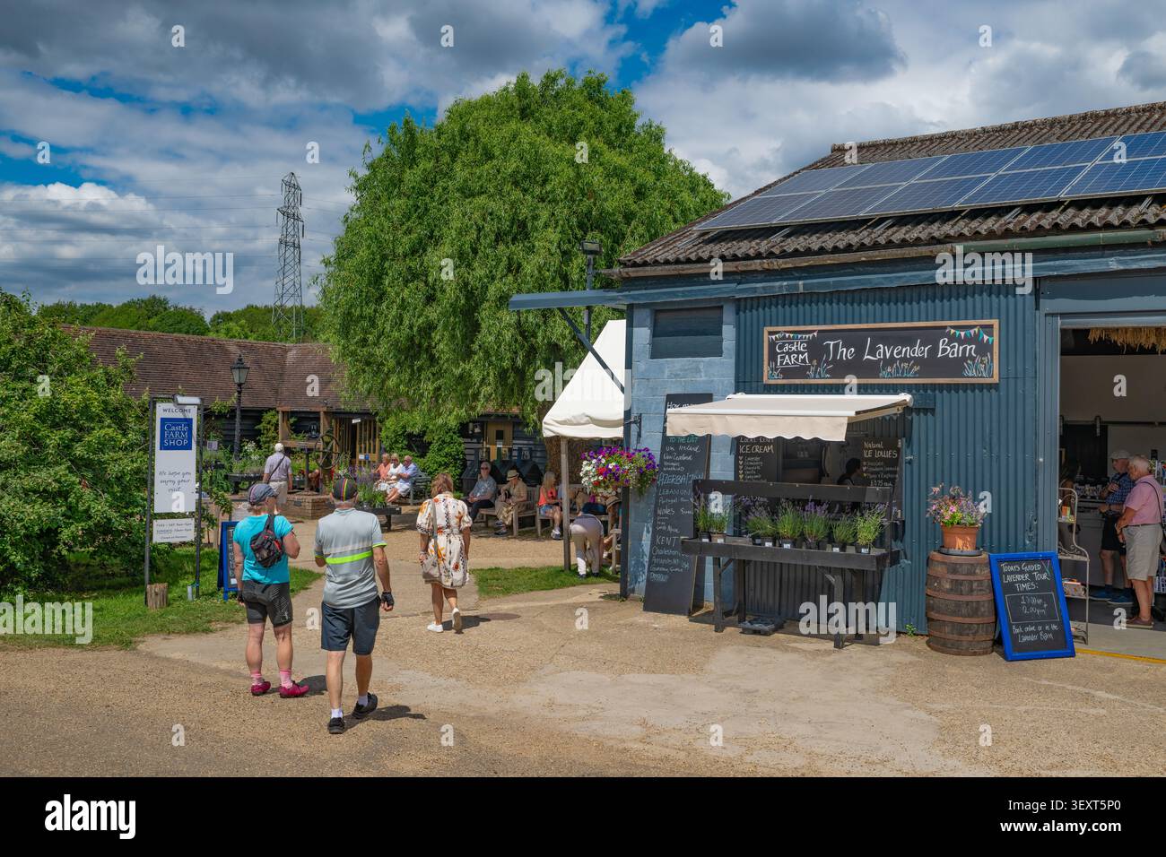 Castle Farm, Shoreham, KENT - campi di lavanda nell'estate 2026 Foto Stock
