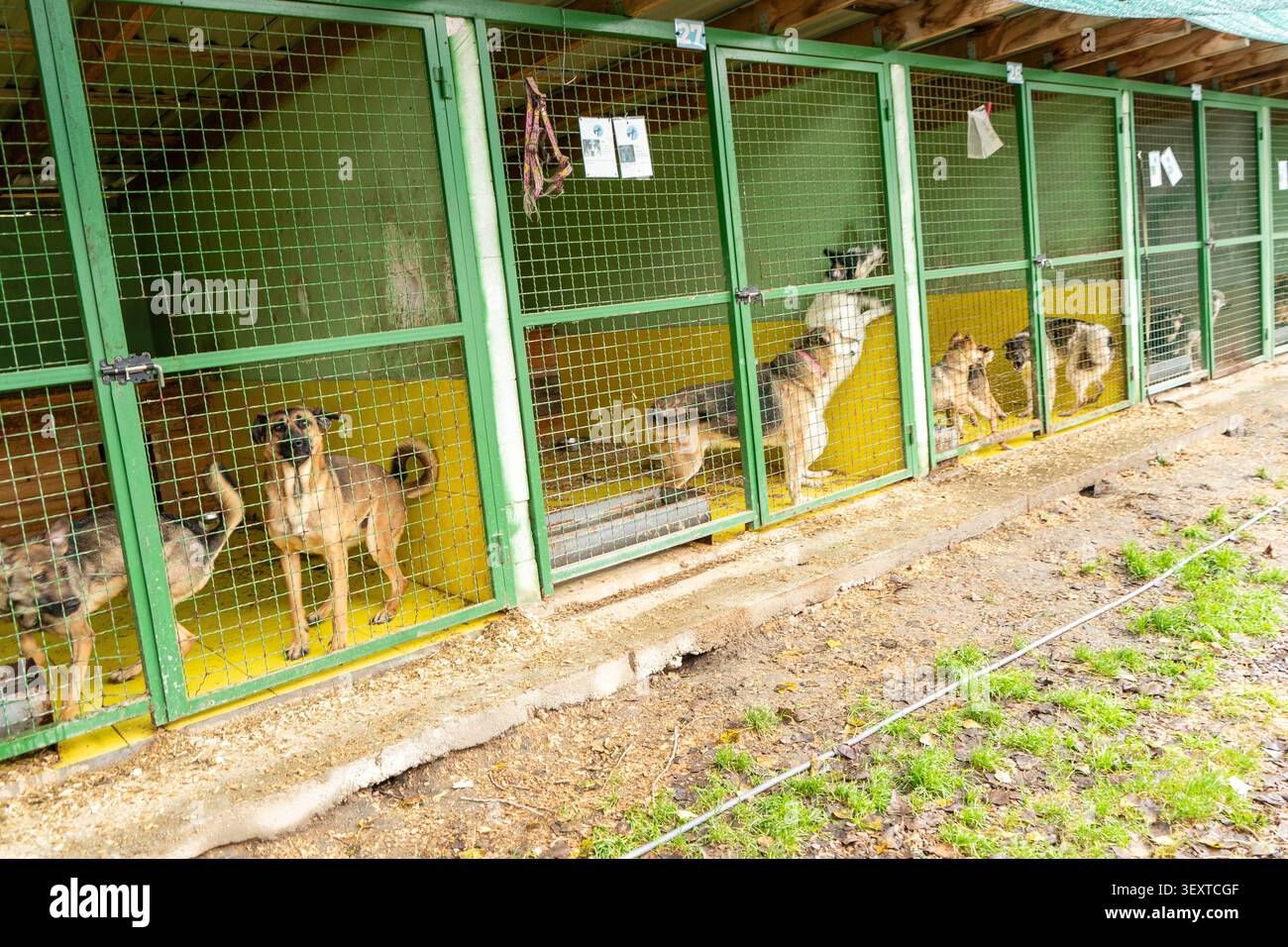 Cani in un recinto per animali. Un cane dietro le sbarre sta aspettando un tutore. Benessere degli animali. Adozione di animali domestici Foto Stock