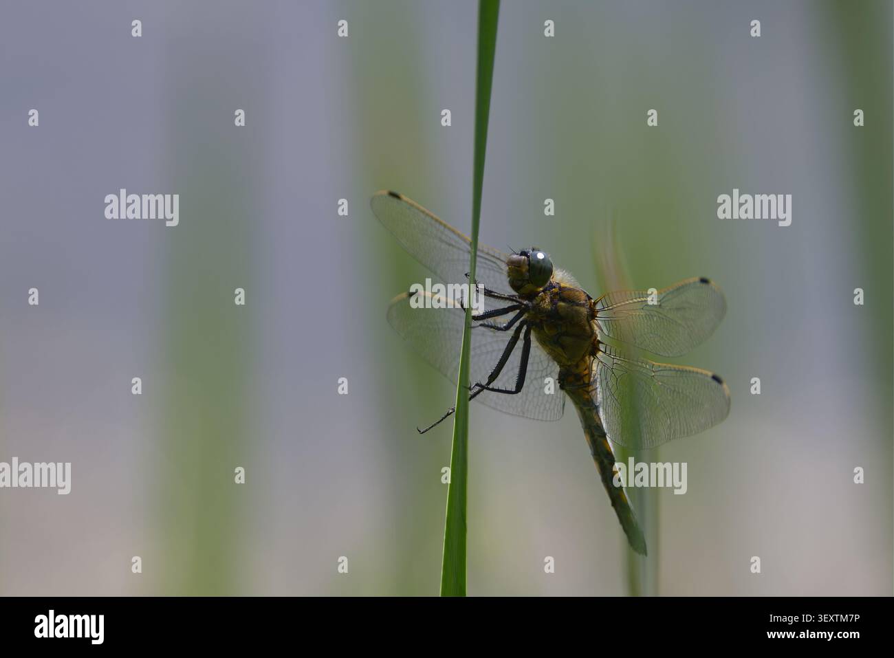 Skimmer dalla coda nera Orthetrum cancellatum, libellula maschio base alare trasparente occhi blu verdi addome blu con punta nera macchie gialle pallide sui lati Foto Stock