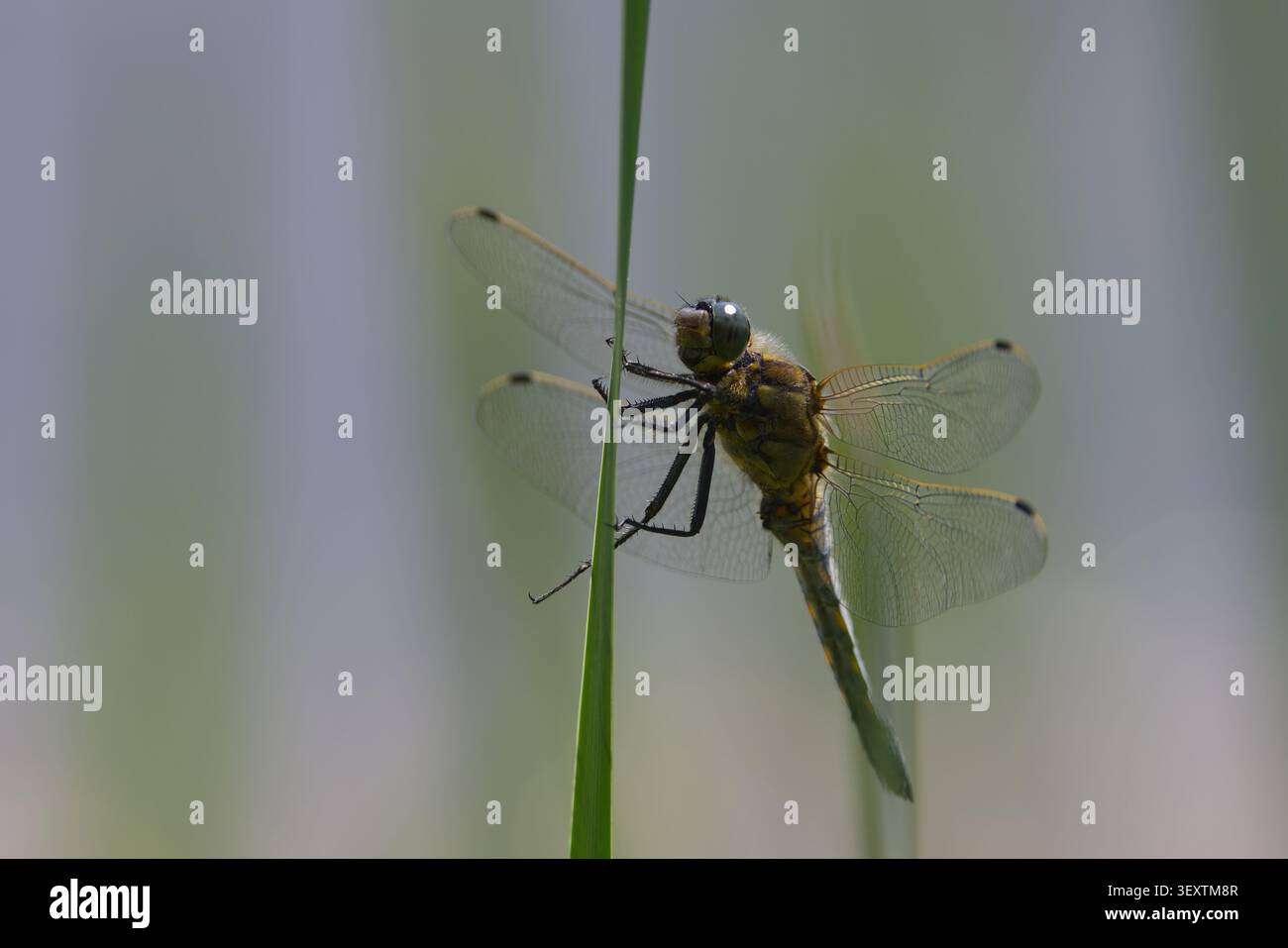Skimmer dalla coda nera Orthetrum cancellatum, libellula maschio base alare trasparente occhi blu verdi addome blu con punta nera macchie gialle pallide sui lati Foto Stock