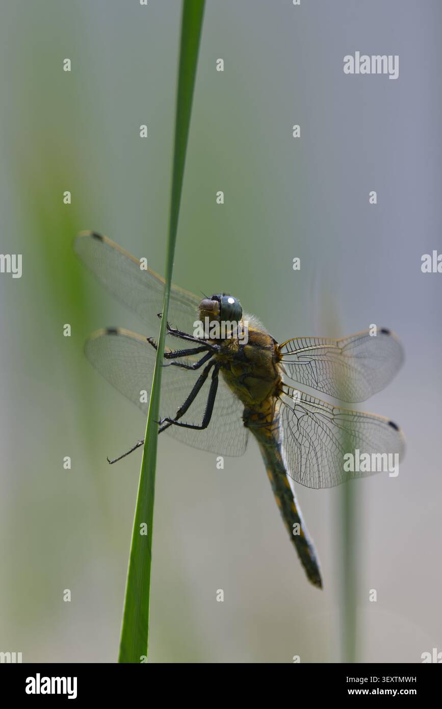 Skimmer dalla coda nera Orthetrum cancellatum, libellula maschio base alare trasparente occhi blu verdi addome blu con punta nera macchie gialle pallide sui lati Foto Stock