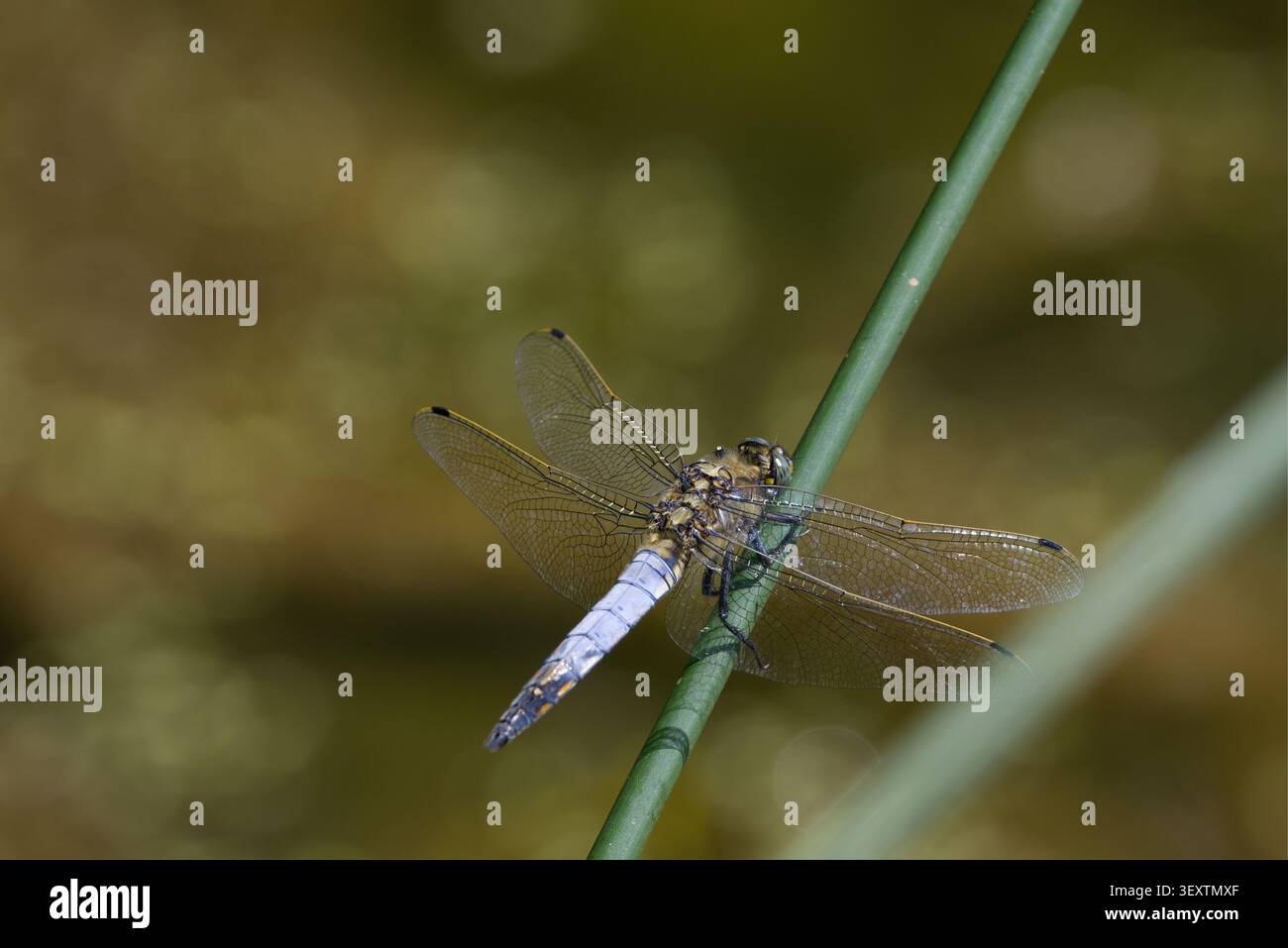 Skimmer dalla coda nera Orthetrum cancellatum, libellula maschio base alare trasparente occhi blu verdi addome blu con punta nera macchie gialle pallide sui lati Foto Stock