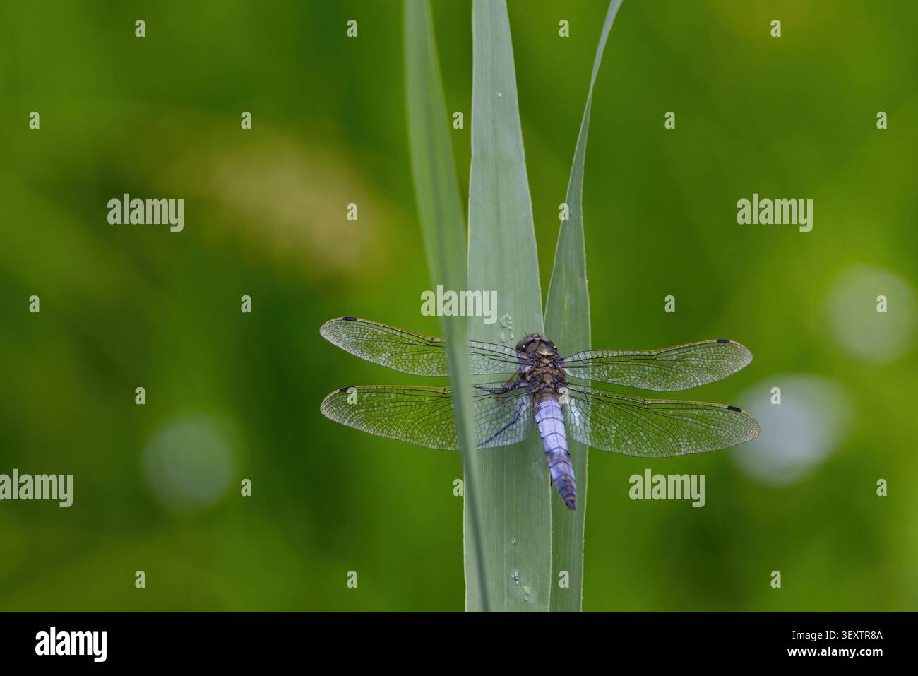 Skimmer dalla coda nera Orthetrum cancellatum, libellula maschio base alare trasparente occhi blu verdi addome blu con punta nera macchie gialle pallide sui lati Foto Stock