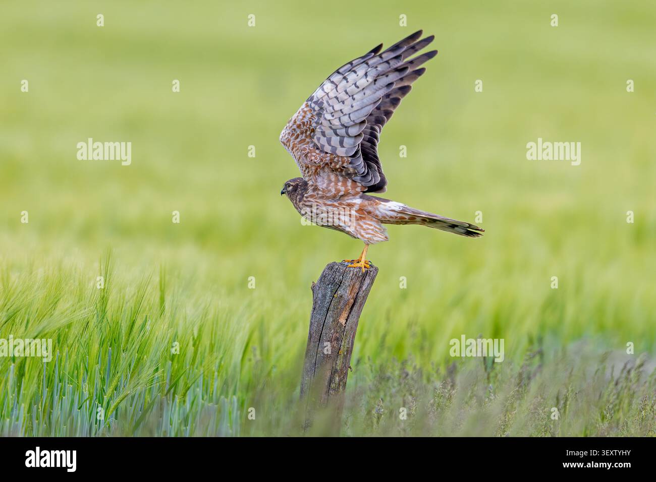 Aringa di Montagu (Circus pygargus) femmina adulta che decolla dal vecchio palo di recinzione in legno nel campo di grano / campo di mais in primavera Foto Stock
