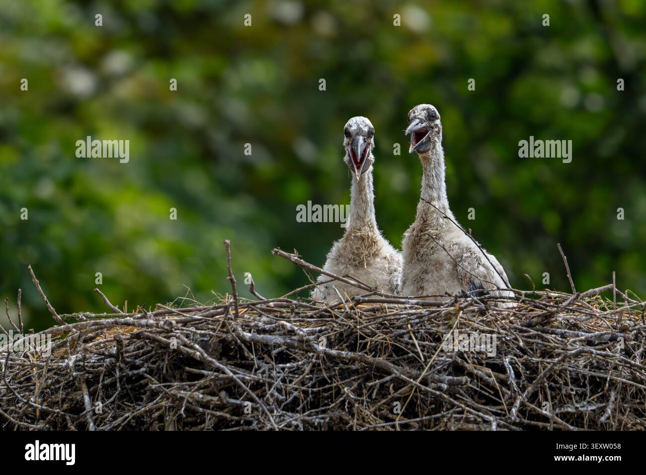 Due cicogne bianche (Ciconia ciconia) pulcini / giovani sul nido che chiamano i genitori per mangiare in primavera Foto Stock