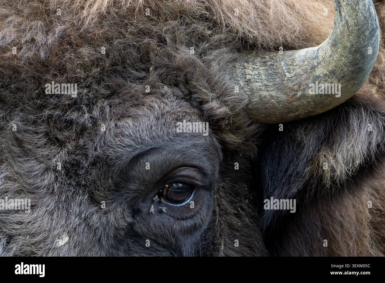 Bisonte europeo / wisent (Bison bonasus) primo piano della testa di bisonte europeo adulto molestata da mosche fastidiose negli occhi Foto Stock
