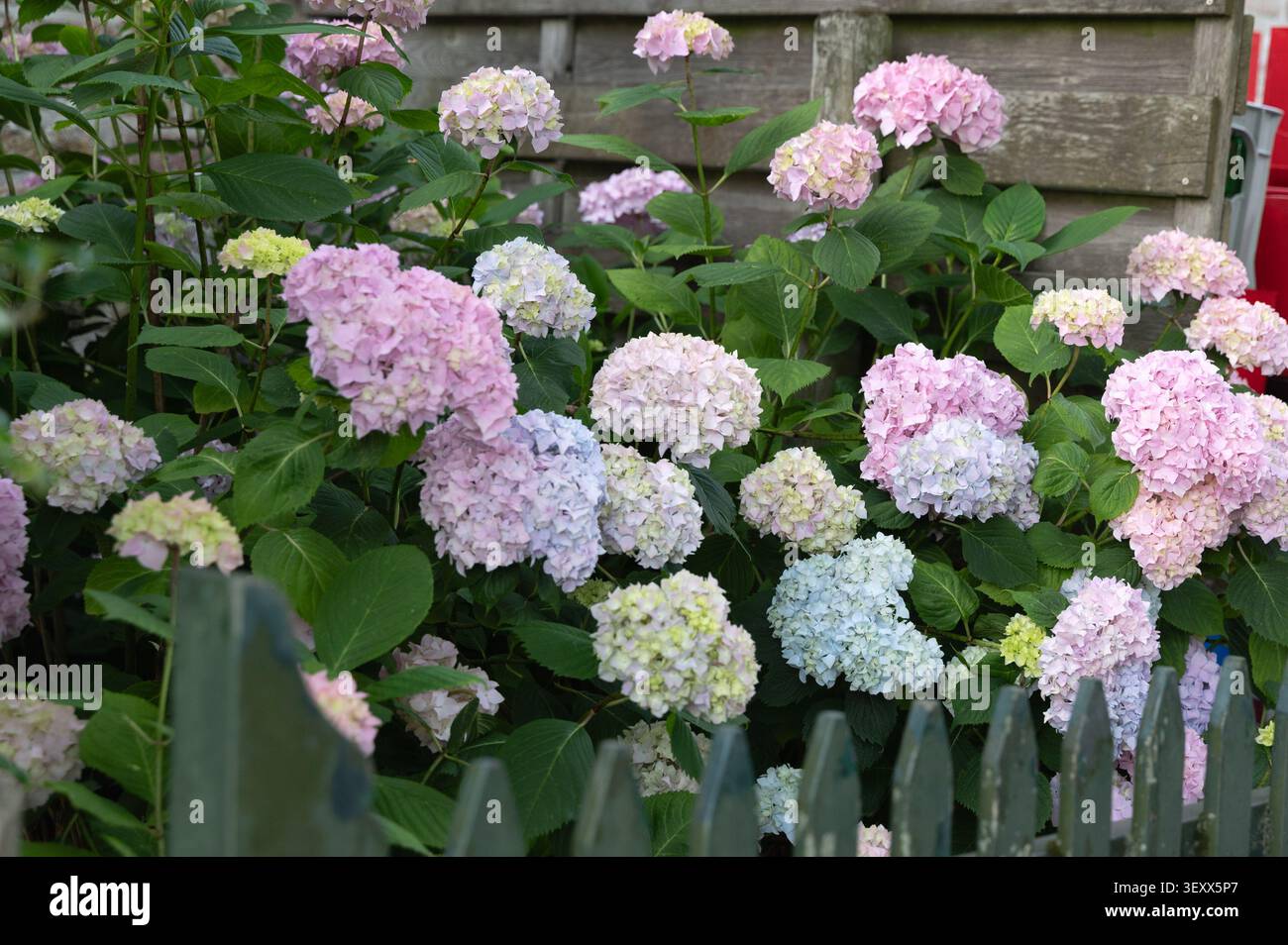 Fiori di ortensia pastello raggruppati accanto a una recinzione di legno rustica con frondosi fogliame del giardino, luce soffusa del mattino e colori naturali della primavera che portano dolcezza Foto Stock
