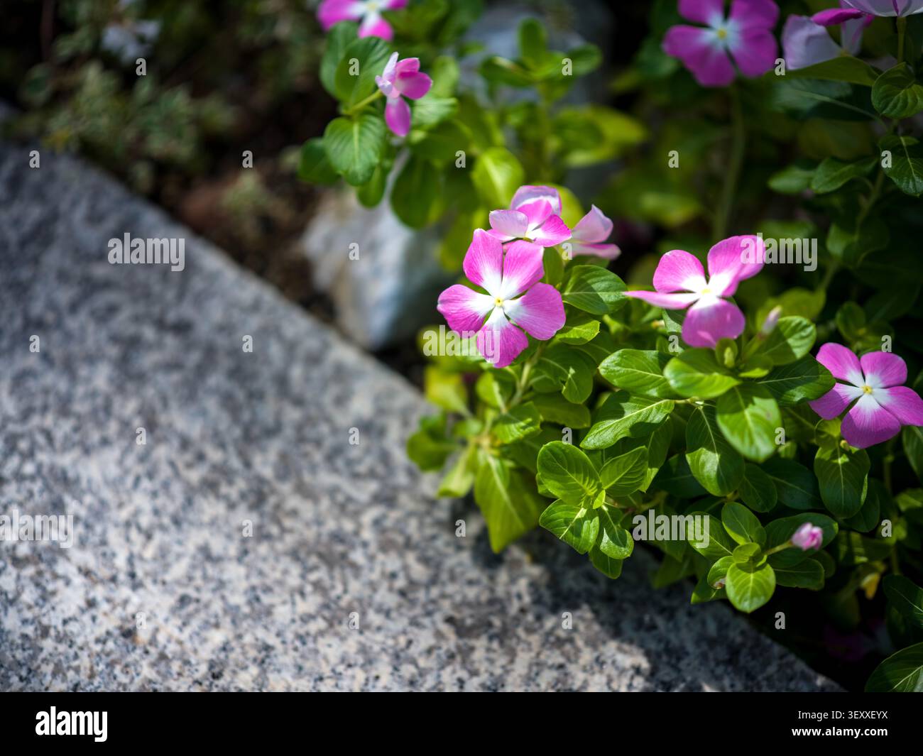 Vibrante rosa periwinkle fiori con centri bianchi che fioriscono lungo un bordo di granito in pietra in un giardino luminoso. Foto Stock