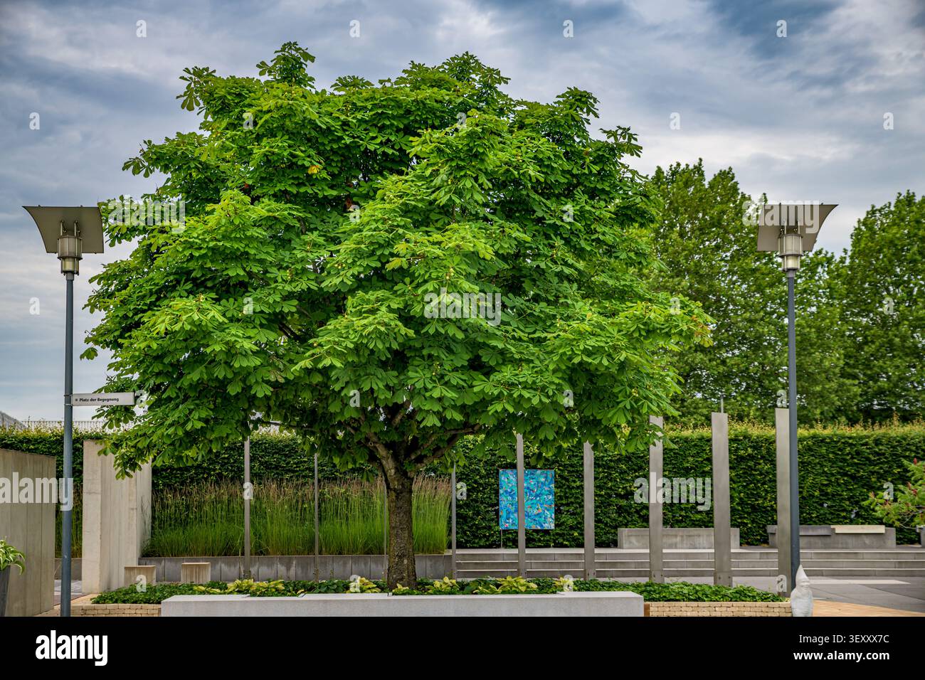 Albero di castagno verdeggiante al centro di una moderna piazza pubblica affiancato da lampioni. Foto Stock