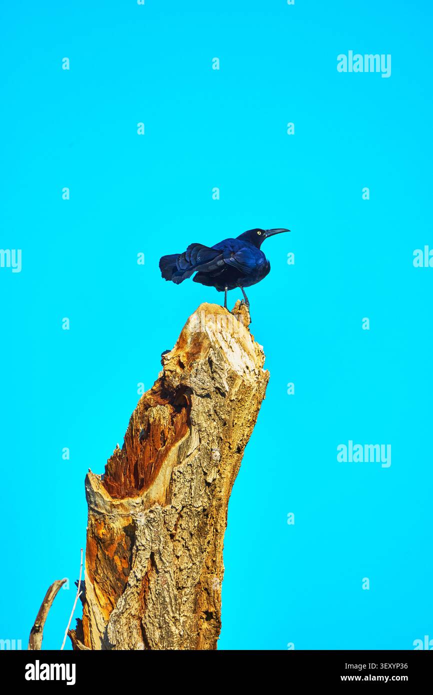 Grappolo appollaiato su un ceppo d'albero consumato contro un cielo blu brillante Foto Stock