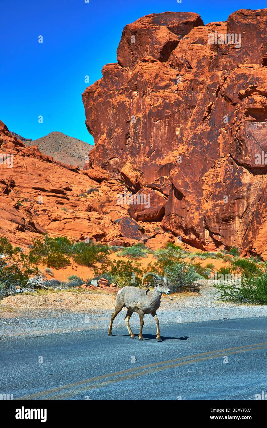 Pece Bighorn che attraversa la strada nella Valley of Fire con scogliere di arenaria rossa del Nevada Foto Stock