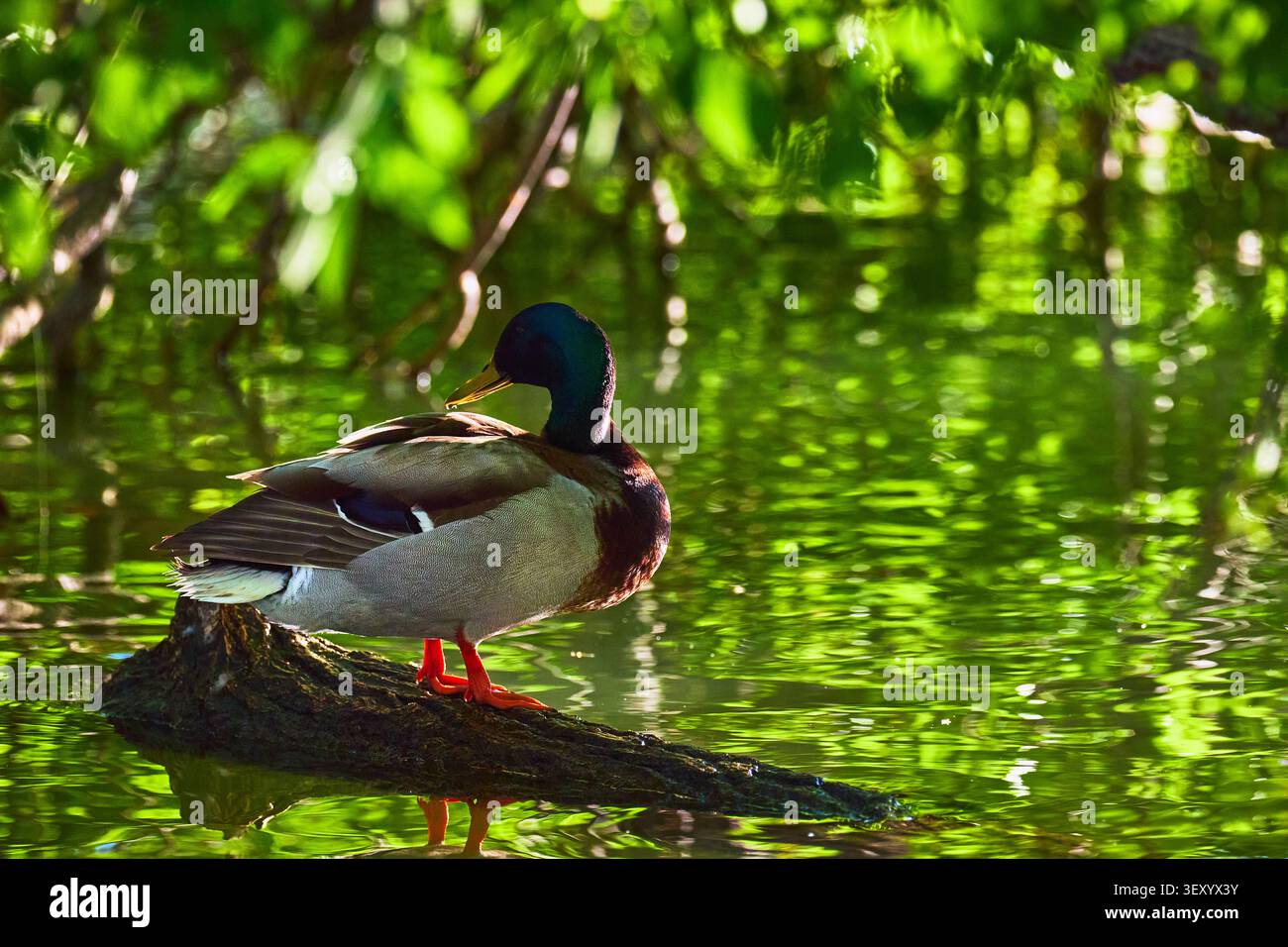 Anatra su uno stagno illuminato dal sole con riflessi verdi e vegetazione rigogliosa in un ambiente naturale Foto Stock