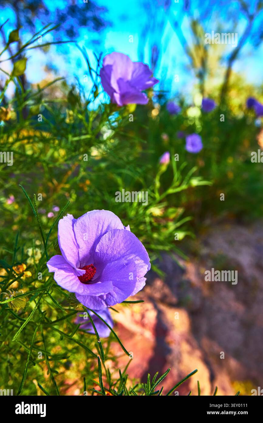 Fiore viola del deserto in fiore con fogliame verde nel giardino di cactus del Nevada Foto Stock
