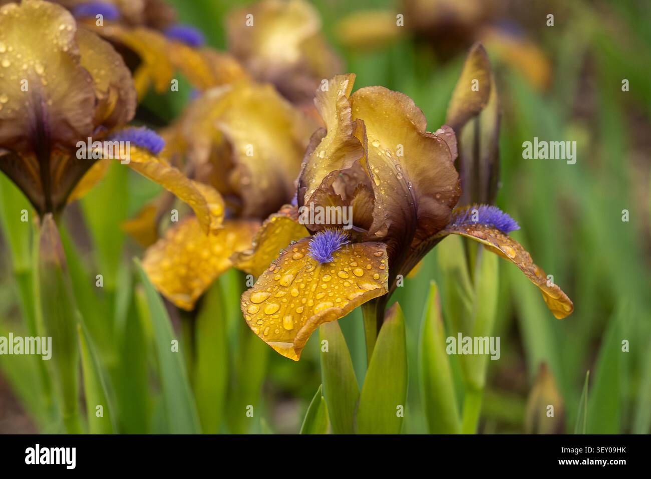 Primo piano di fiori d'Iris barbuti dorati "Gingerbread Man" ricoperti di gocce di pioggia fresche, che fioriscono in un giardino primaverile con un vivace fogliame verde. Foto Stock