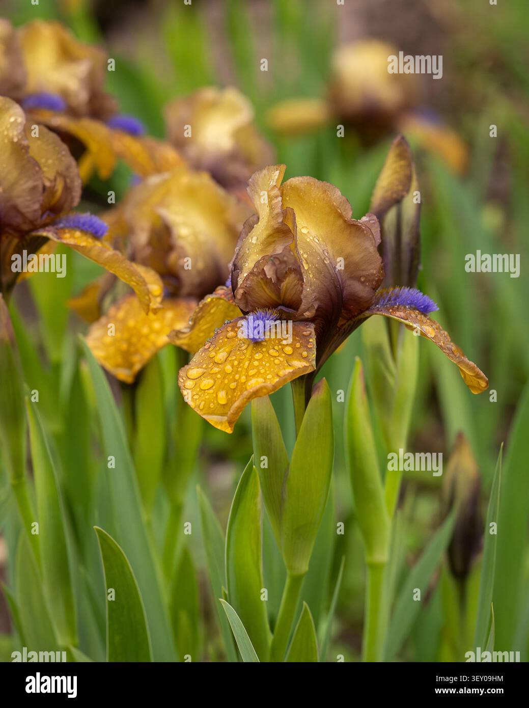 Primo piano di fiori d'Iris barbuti dorati "Gingerbread Man" ricoperti di gocce di pioggia fresche, che fioriscono in un giardino primaverile con un vivace fogliame verde. Foto Stock