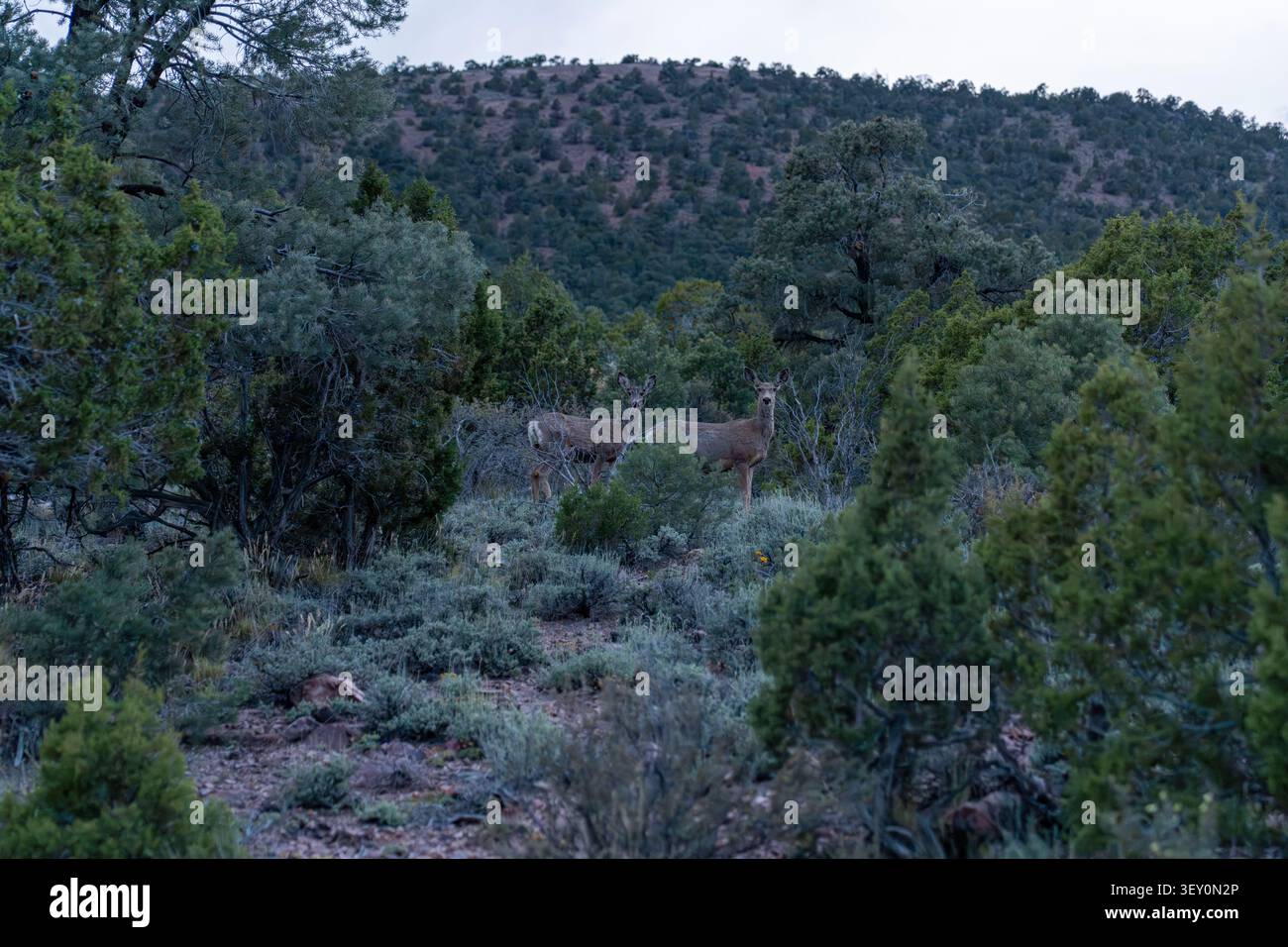 Due cervi si stagliano tranquillamente tra la fitta macchia forestale, che si fonde nel verde e nel terreno roccioso mentre guardano dalla collina. Foto Stock
