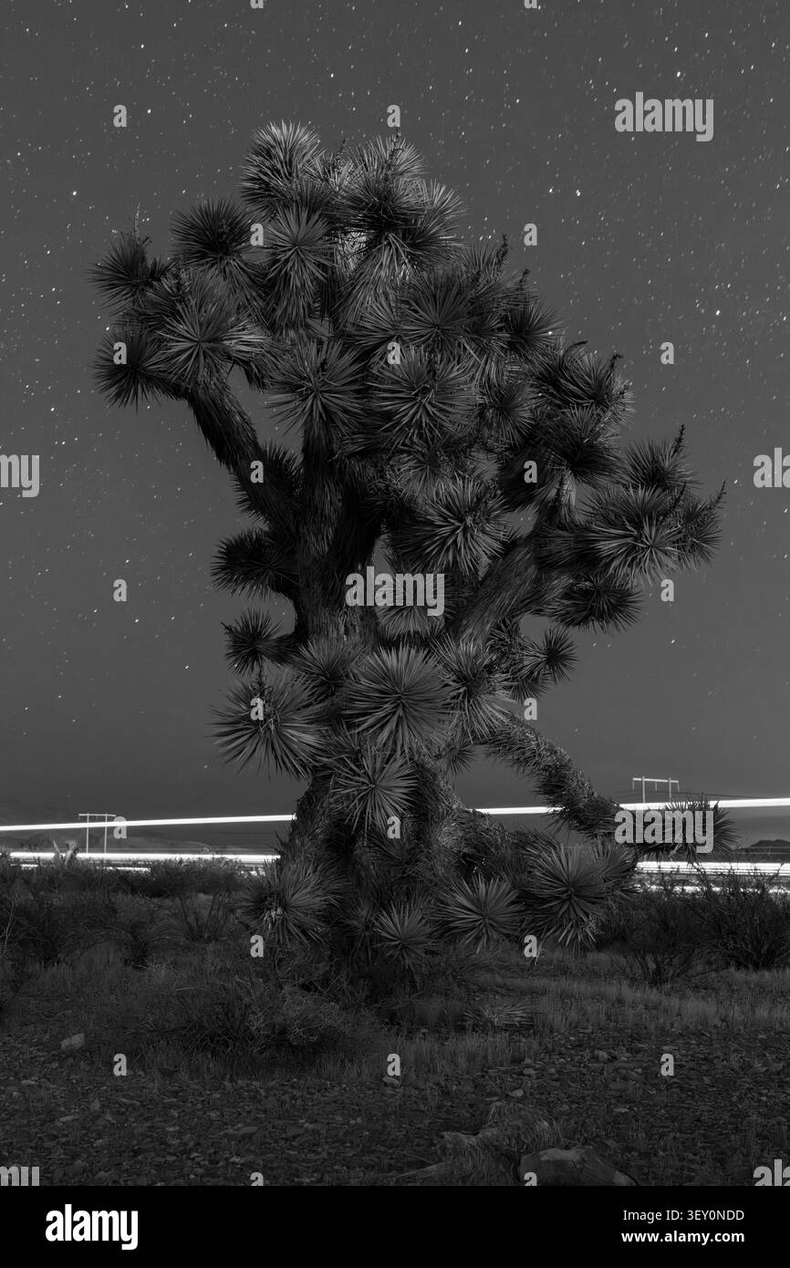 Una Yucca solitaria fissa la scena desertica, le sue foglie verdi vivide contrastano con il terreno roccioso, il cielo aperto e la tranquilla distesa di montagne lontane. Foto Stock