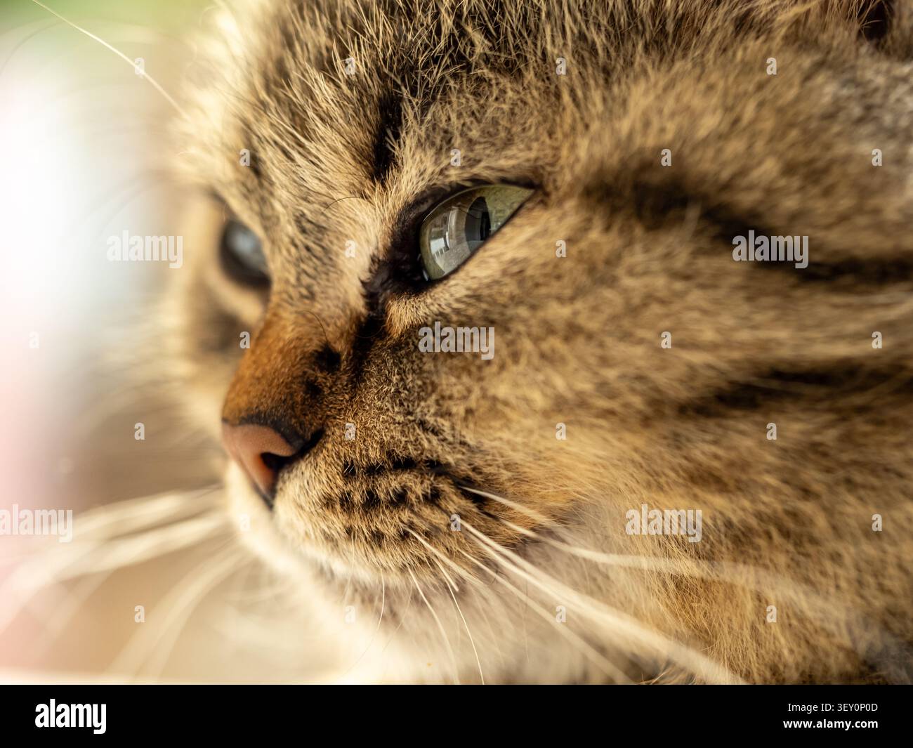 Un ritratto in primo piano di un gatto tabby che mostra i baffi dettagliati, la consistenza della pelliccia morbida e un occhio verde riflettente. La luce naturale mette in risalto la tranquillità, Foto Stock