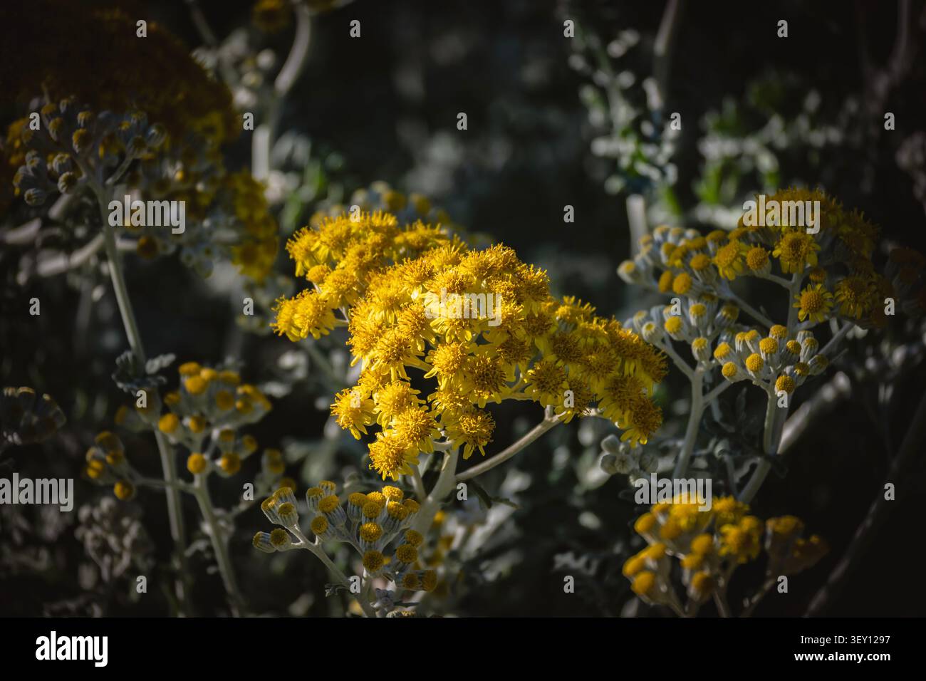 Bellissimo ragwort d'argento con fiori gialli che brillano al sole nel giardino botanico della città di Zagabria Foto Stock