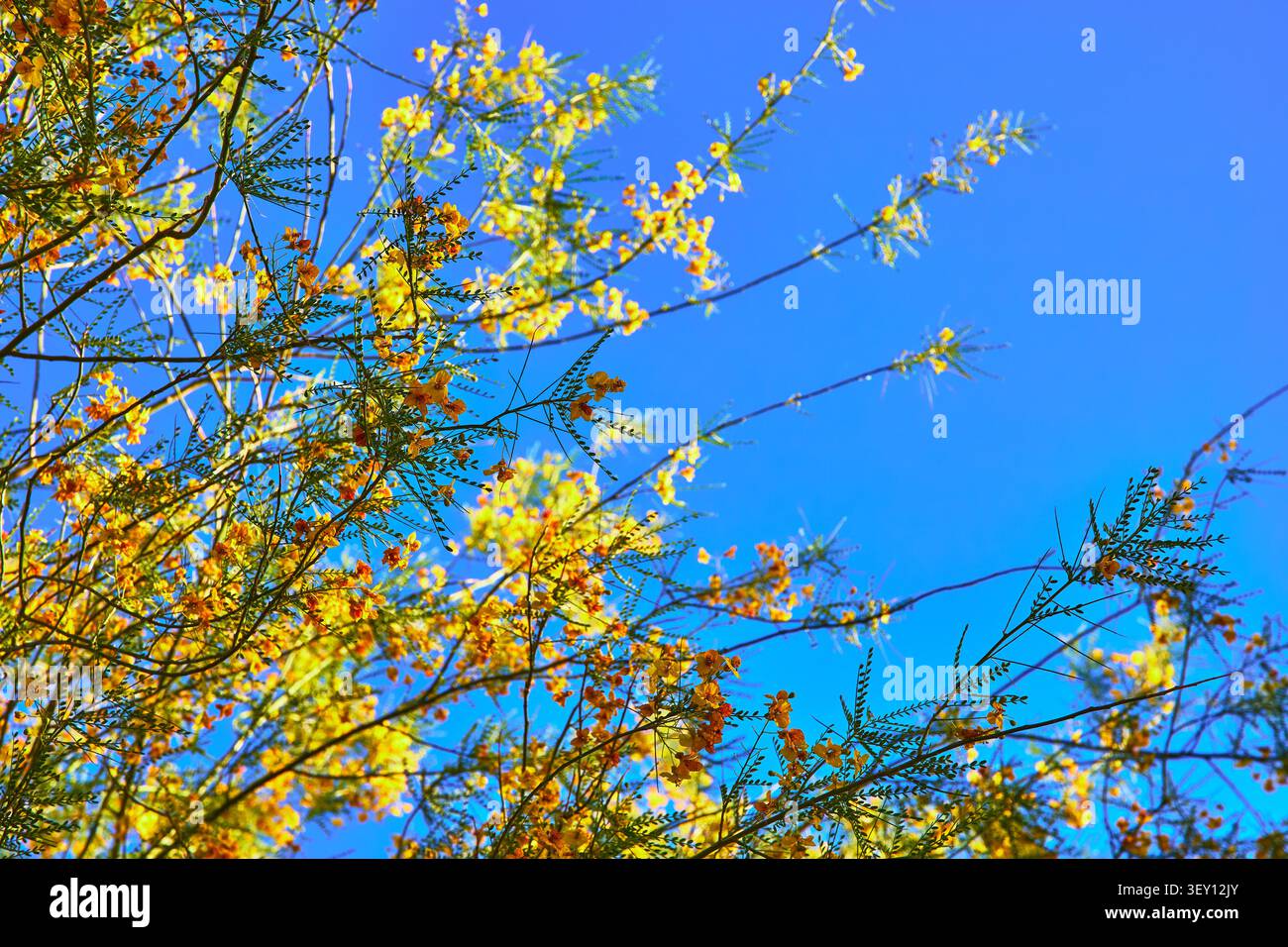 Fiori gialli del deserto e fogliame verde contro un cielo blu brillante Foto Stock