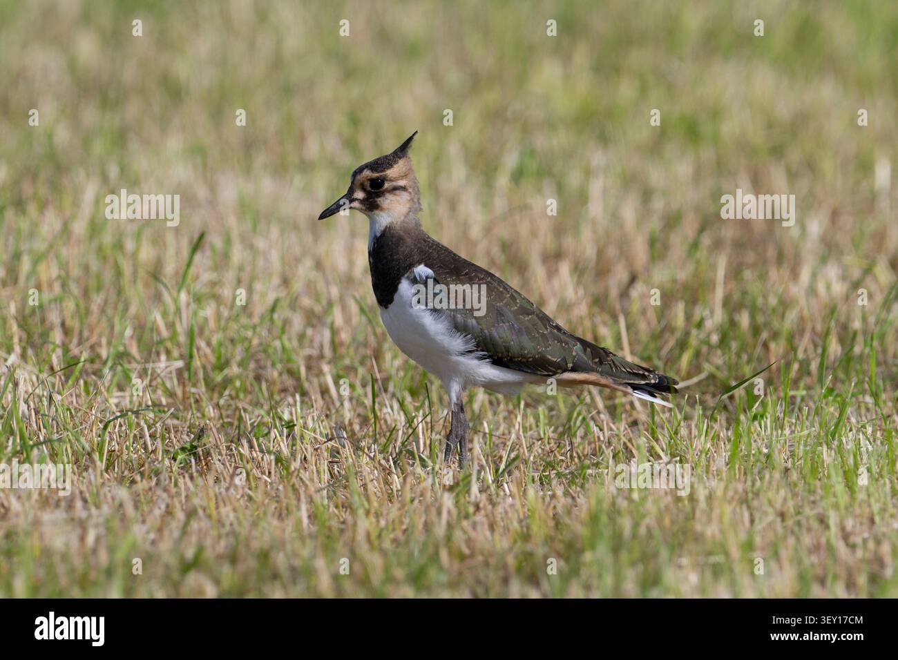 Giovane Lapwing (Vanellus vanellus) in un campo di stoppia nel Peak District. Foto Stock