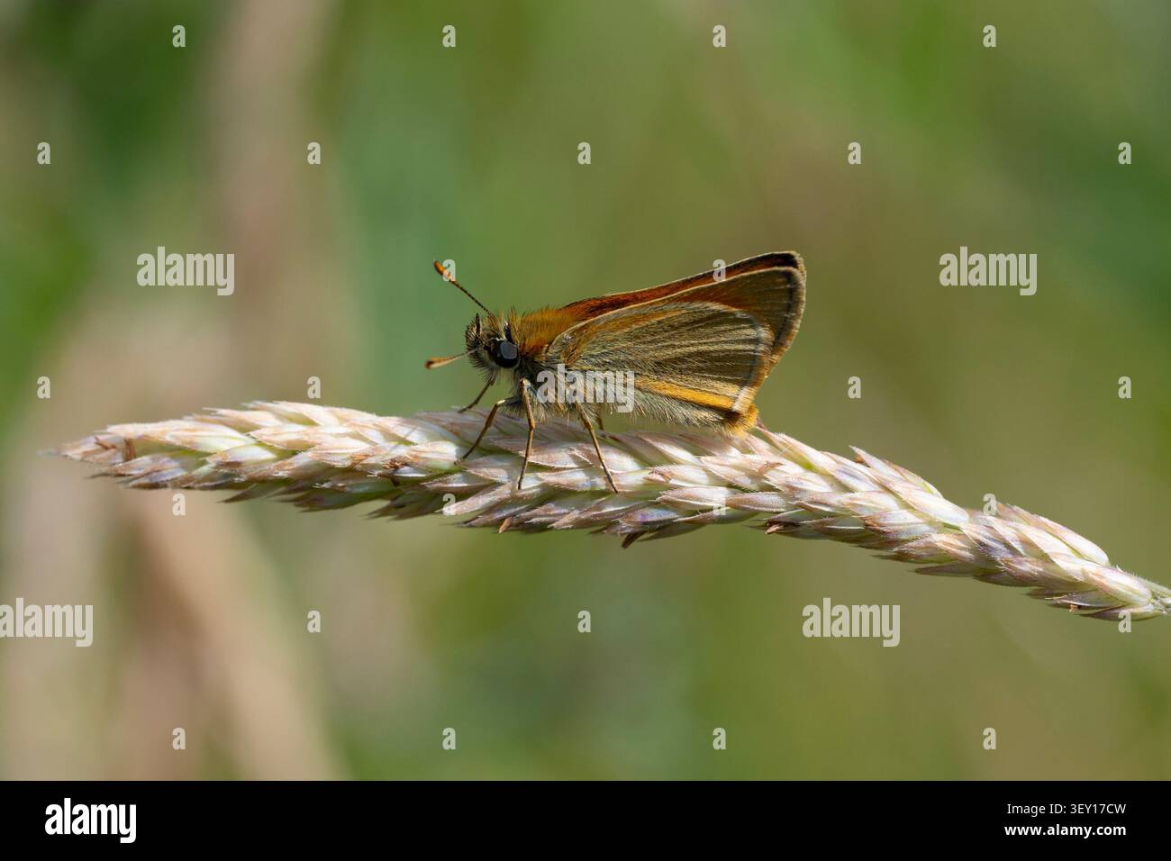 Piccola farfalla Skipper (Thymelicus sylvestris) su un gambo d'erba. Foto Stock