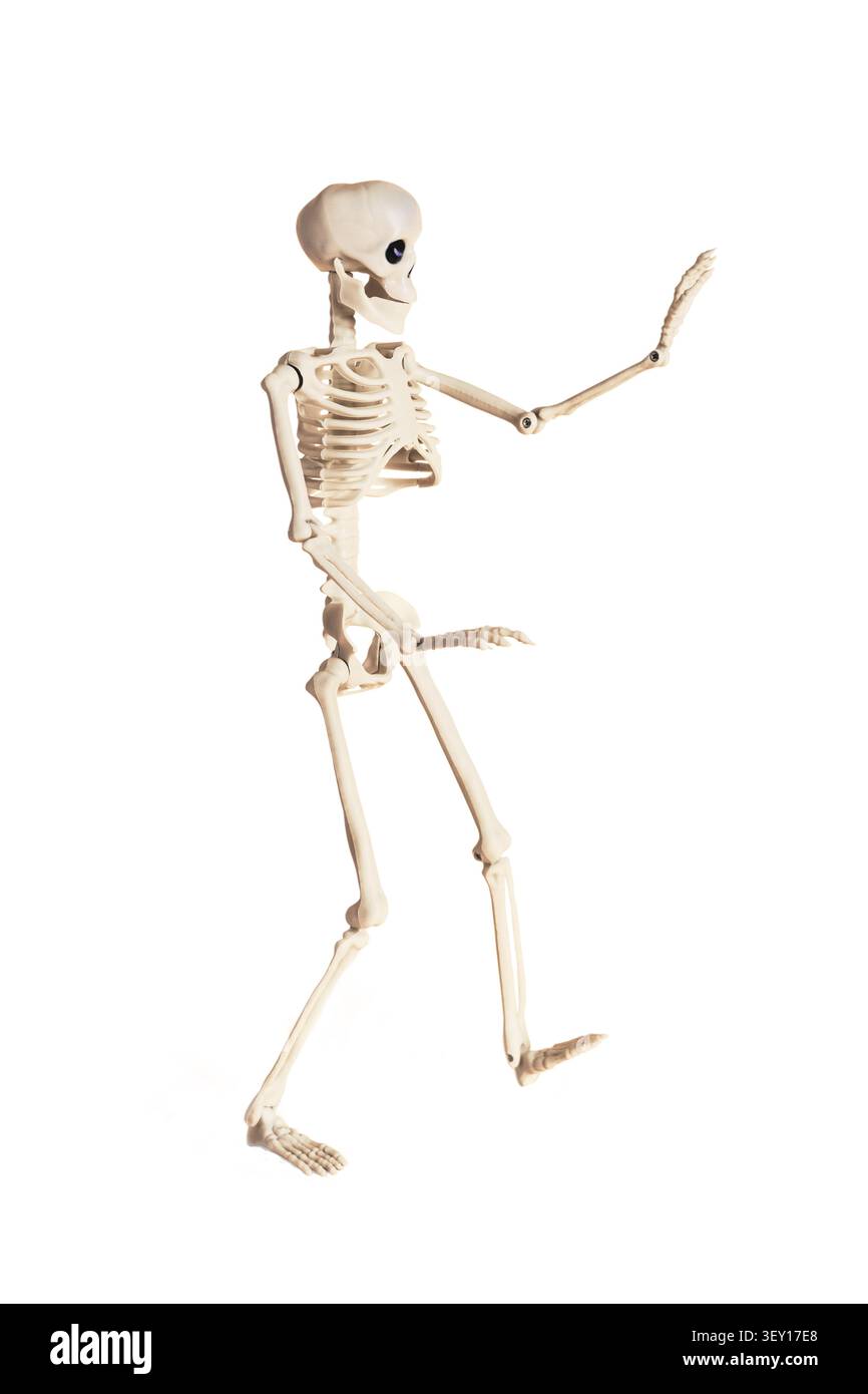 Modello di scheletro anatomico in una posa dinamica che mostra l'anatomia e la struttura umana Foto Stock
