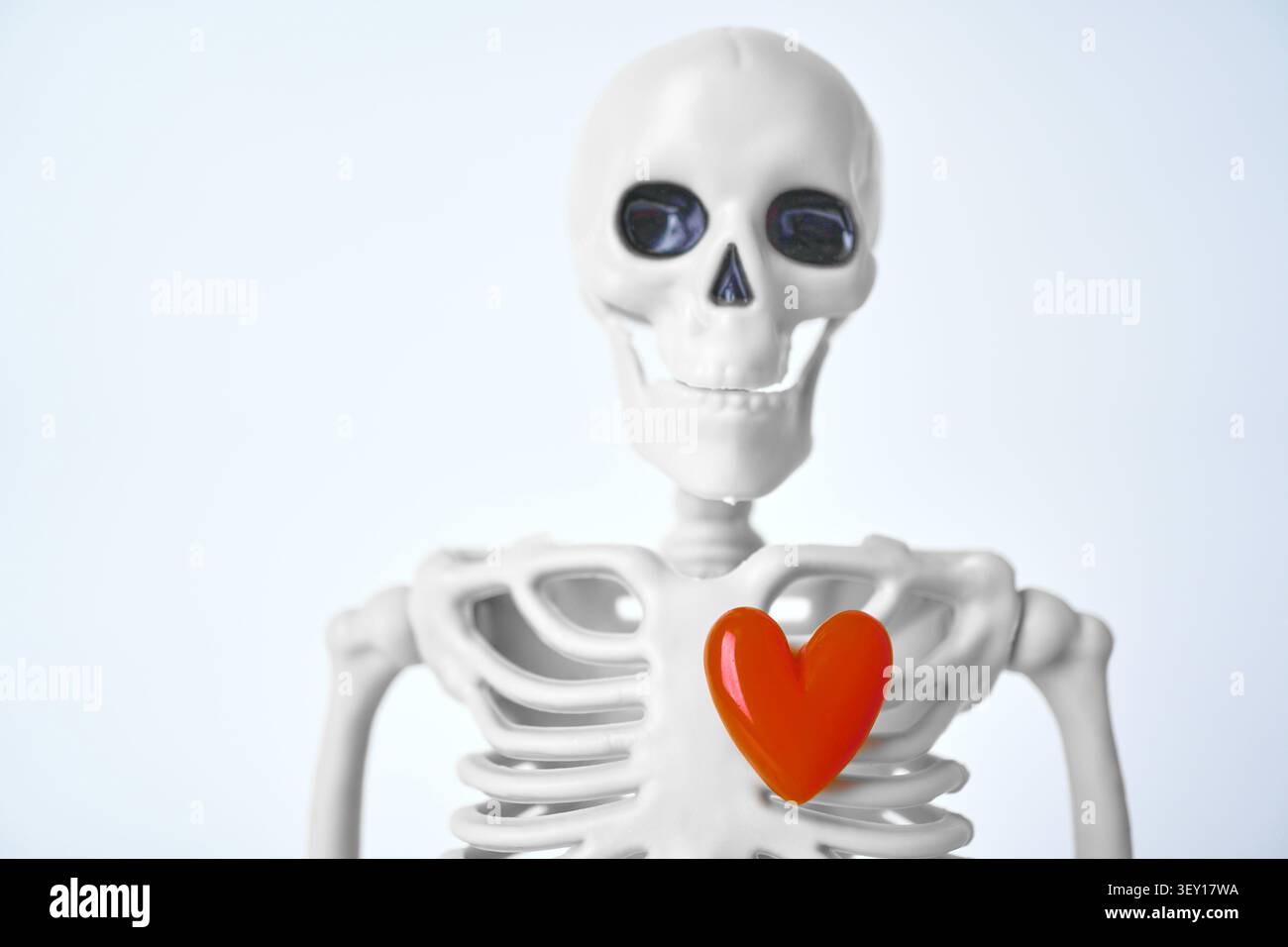 Esplorando l'intrigante intersezione di anatomia ed emozione attraverso uno scheletro che regge un cuore Foto Stock