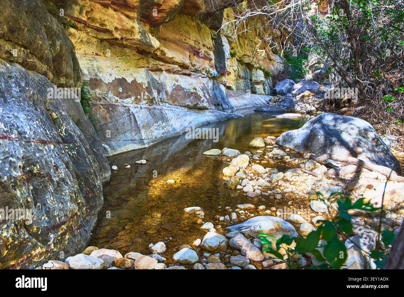 Rock Canyon Creek e vegetazione lussureggiante alla luce del sole Foto Stock