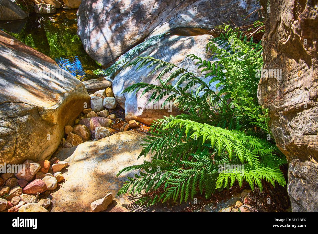 Fern and Rocks con ruscello illuminato dal sole nel lussureggiante paesaggio del Canyon Foto Stock