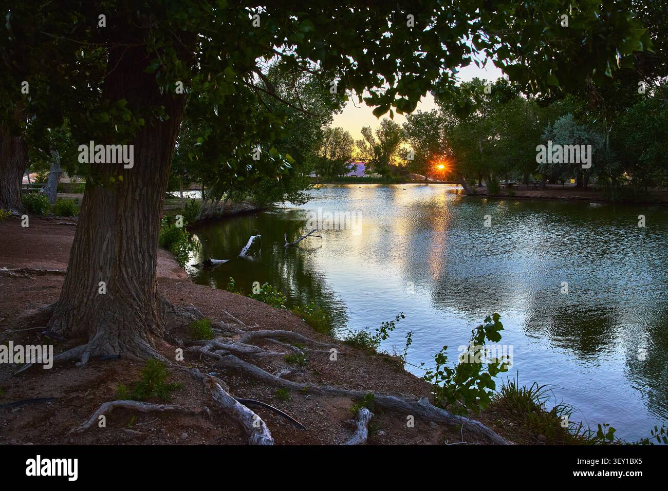 Golden Hour Pond Sunburst al Floyd Lamb Park con alberi maturi e riflessioni Foto Stock