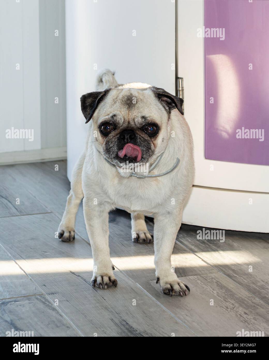 Carino cane da cane in piedi al chiuso Foto Stock