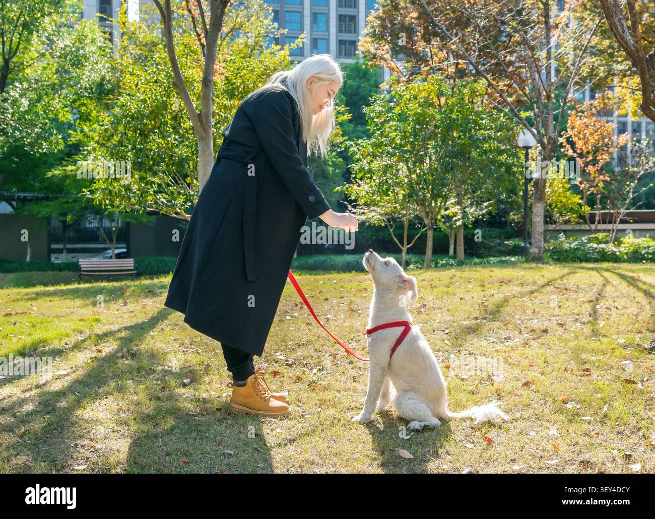 Una donna bionda allena il suo cane bianco in un parco soleggiato in un giorno d'autunno, concentrandosi sull'obbedienza Foto Stock
