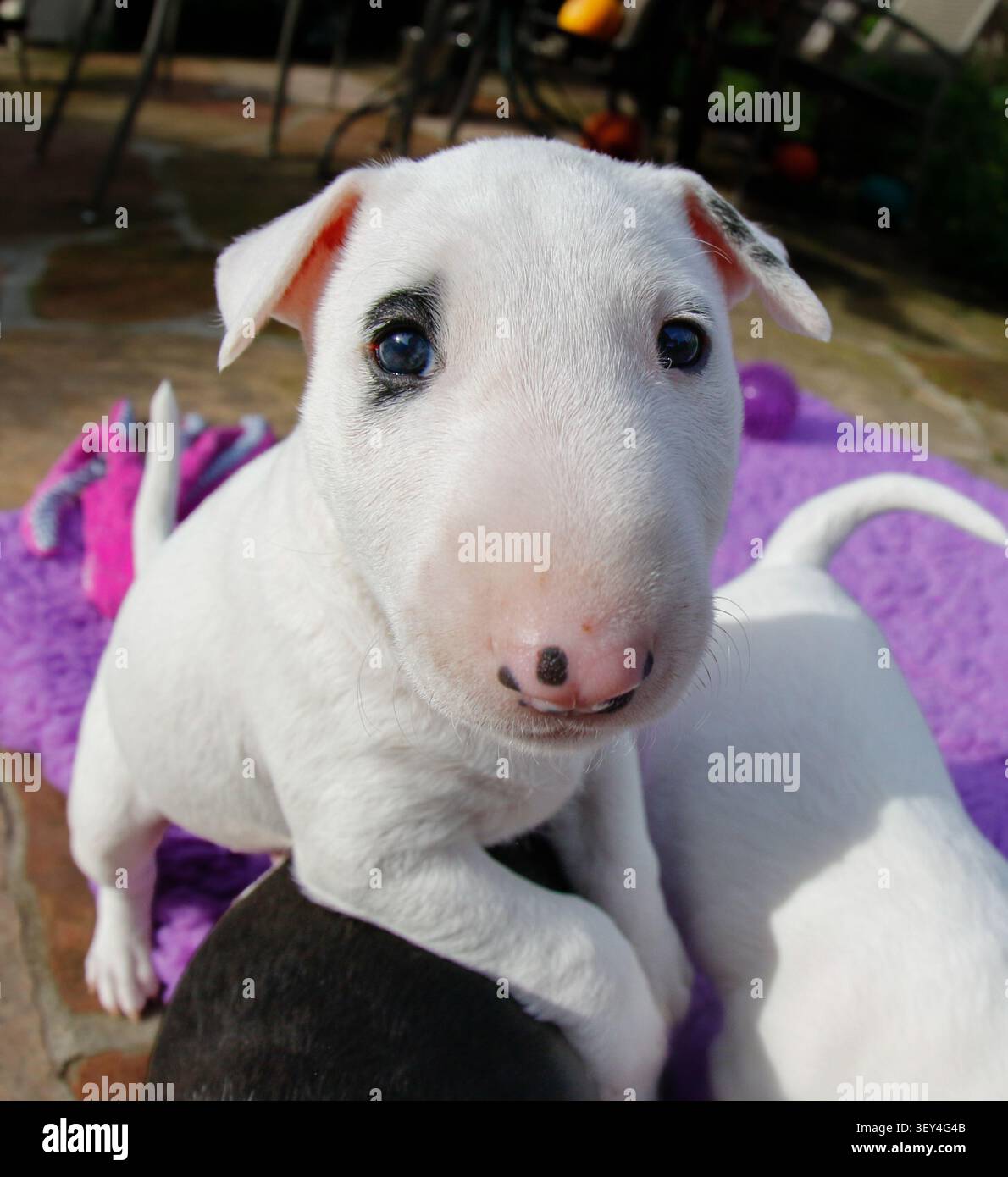 Primi piani estremi grazie alla lente a occhio di pesce di un cucciolo giovane, bianco, Bull terrier Foto Stock