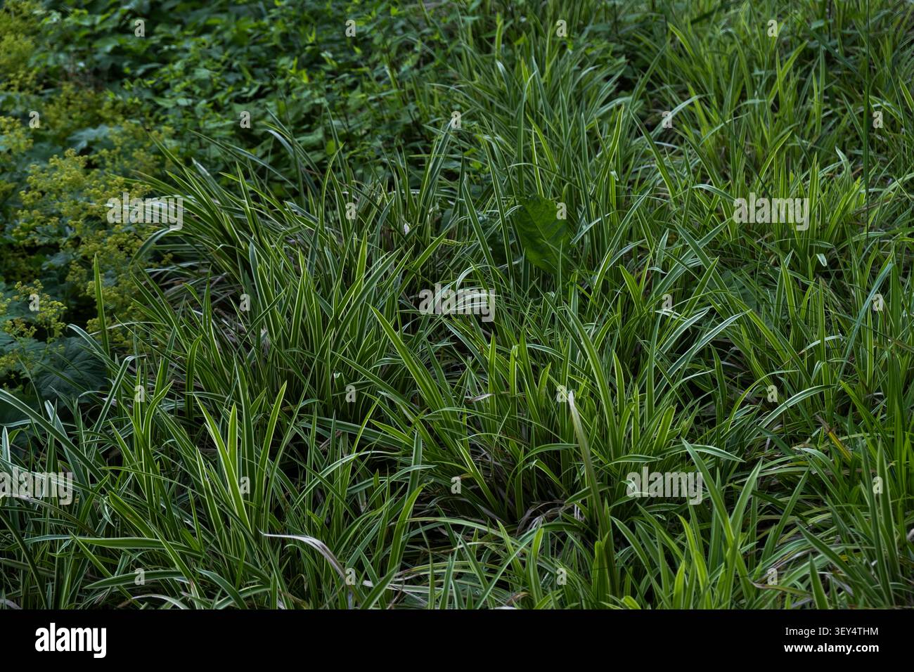 Lussureggiante erba ornamentale nel design urbano del paesaggio Foto Stock