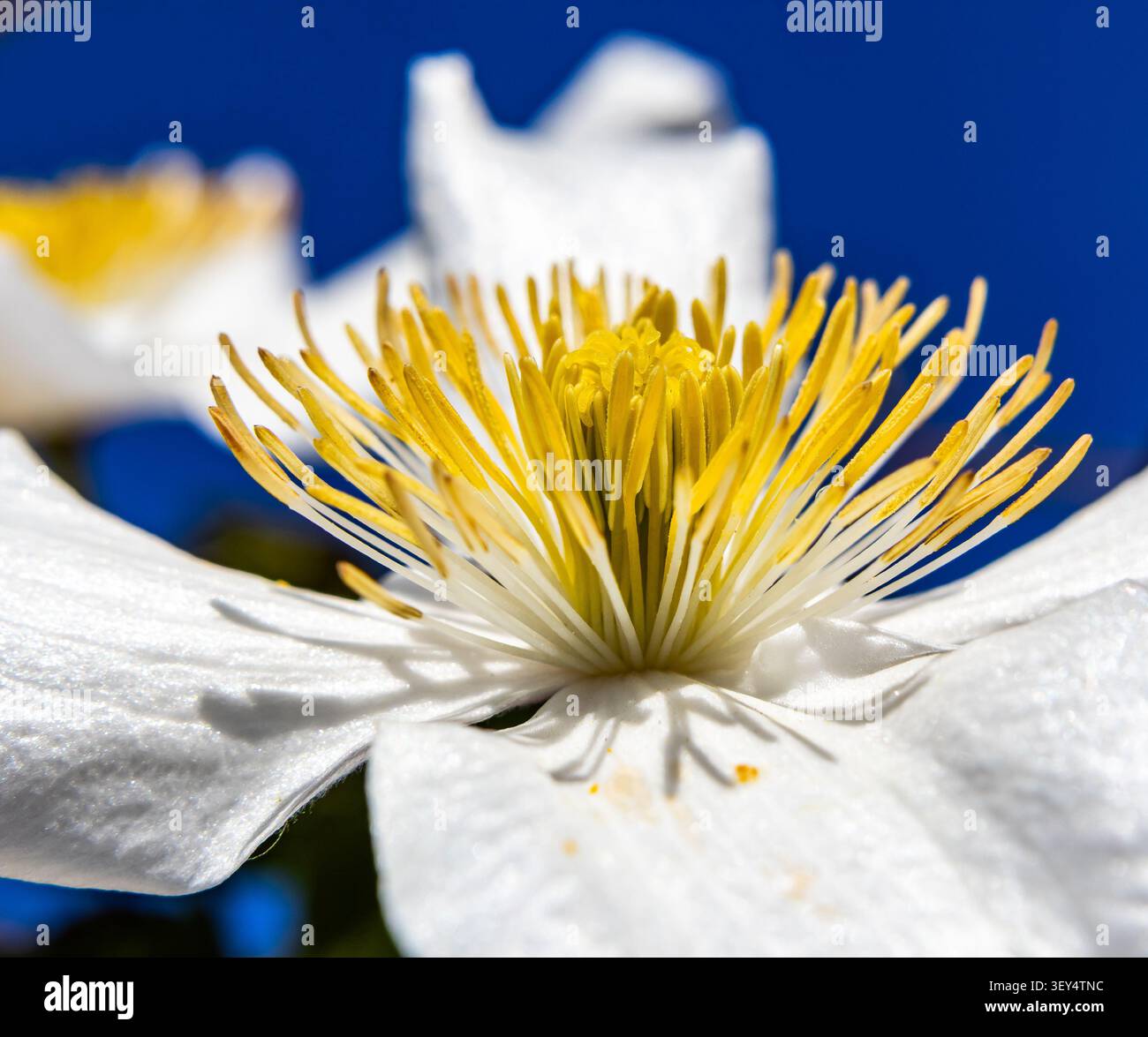 Fiore Clematis con petali bianchi e stampe giallo brillante Foto Stock