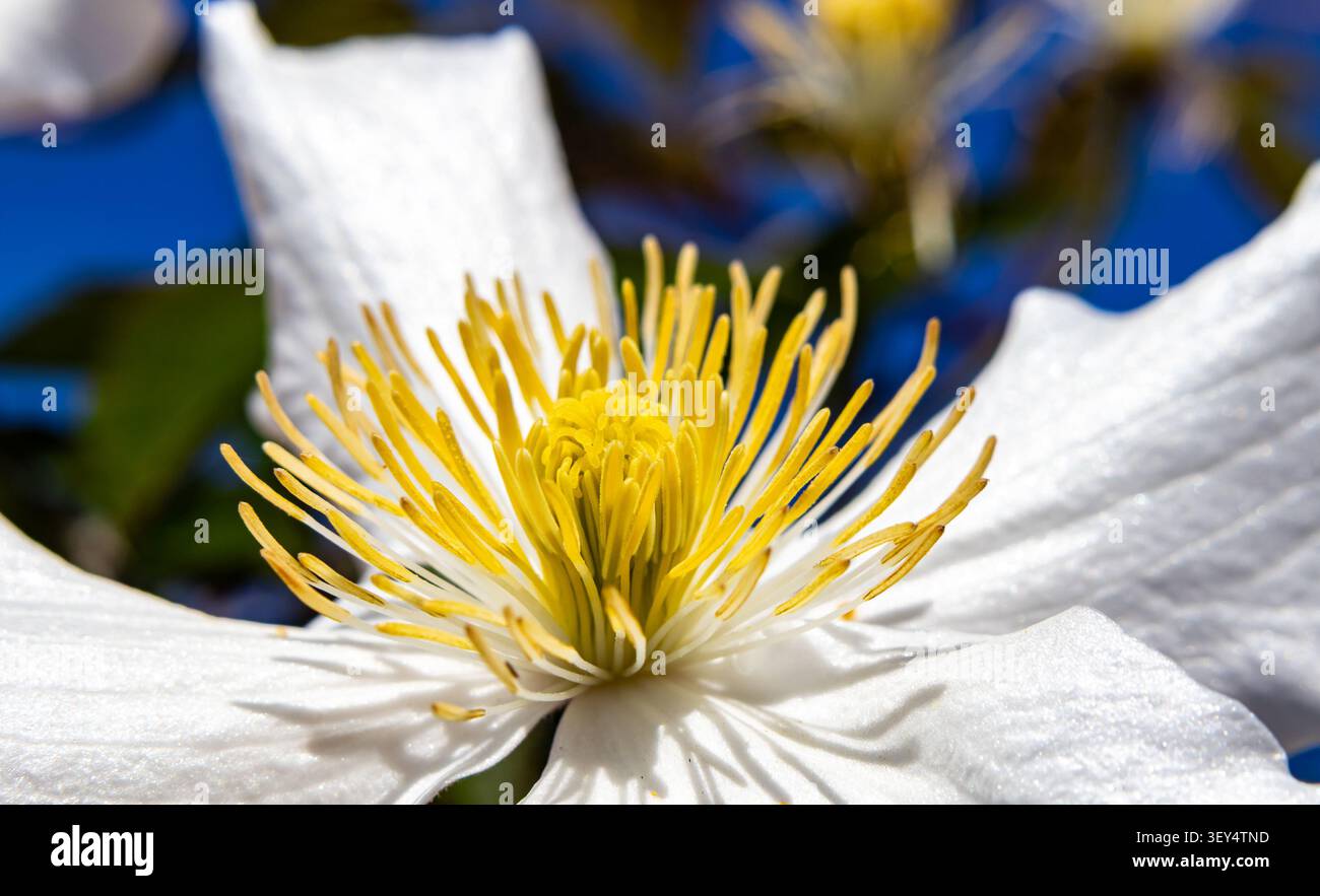 Fiore Clematis con petali bianchi e stampe giallo brillante Foto Stock