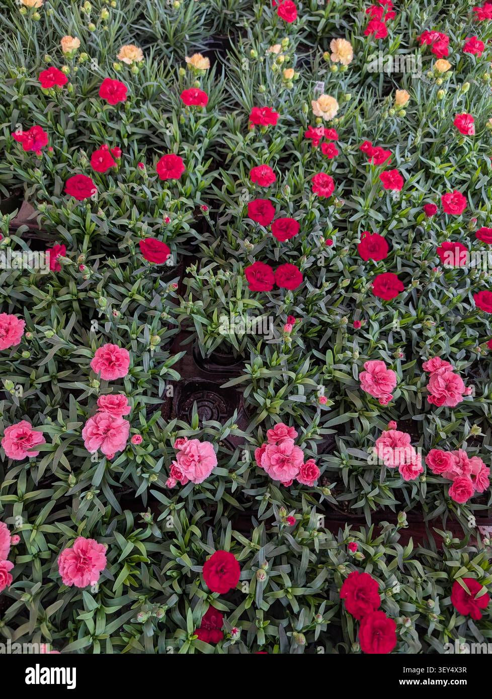 Uno sfondo colorato con fiori - sfondo floreale. Un macroscopio a scopo di design: fiori in primo piano con uno sfondo sfocato. - Immagine stock catturata con smartphone