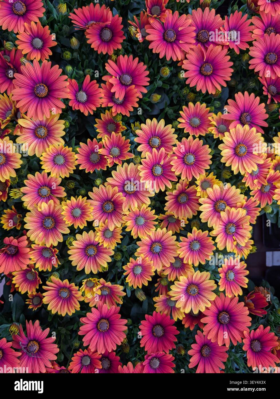 Uno sfondo colorato con astri – uno sfondo floreale. Una foto macro a scopo di design: fiori in primo piano con uno sfondo sfocato. - Immagine stock catturata con smartphone