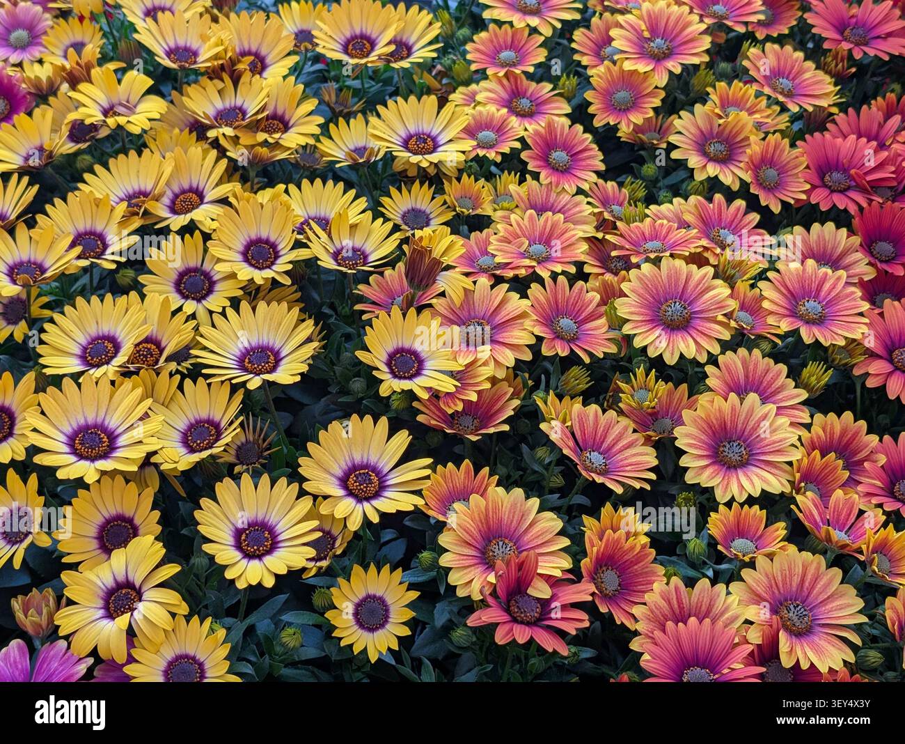 Uno sfondo colorato con astri – uno sfondo floreale. Una foto macro a scopo di design: fiori in primo piano con uno sfondo sfocato. - Immagine stock catturata con smartphone