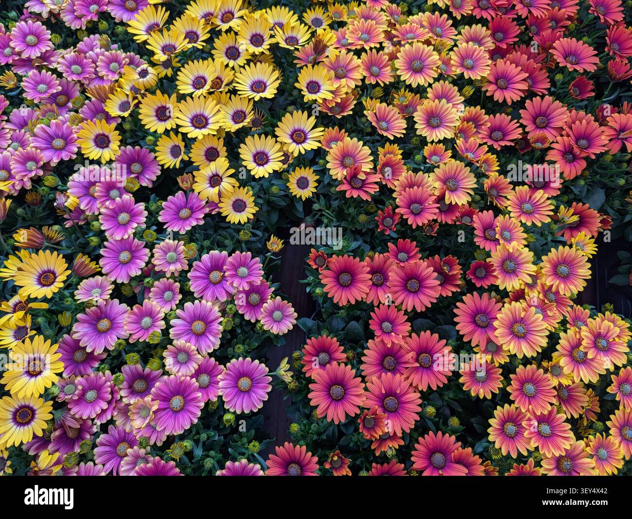 Uno sfondo colorato con astri – uno sfondo floreale. Una foto macro a scopo di design: fiori in primo piano con uno sfondo sfocato. - Immagine stock catturata con smartphone