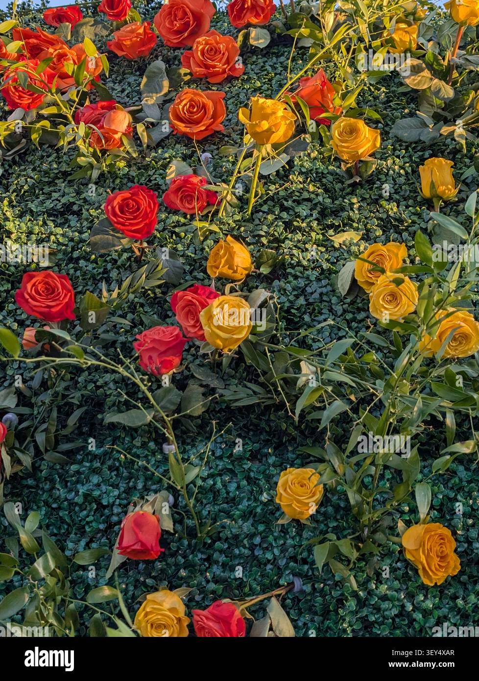 Uno sfondo colorato con fiori - sfondo floreale. Un macroscopio a scopo di design: fiori in primo piano con uno sfondo sfocato. - Immagine stock catturata con smartphone