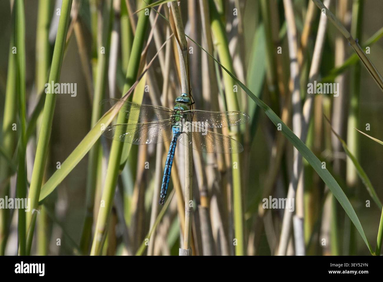 Große Königslibelle, grosse Königslibelle, grosse Königs-libelle, Männchen, Anax imperator, imperatore Dragonfly, maschio, l'Anax empereur, Edellibelle, AES Foto Stock