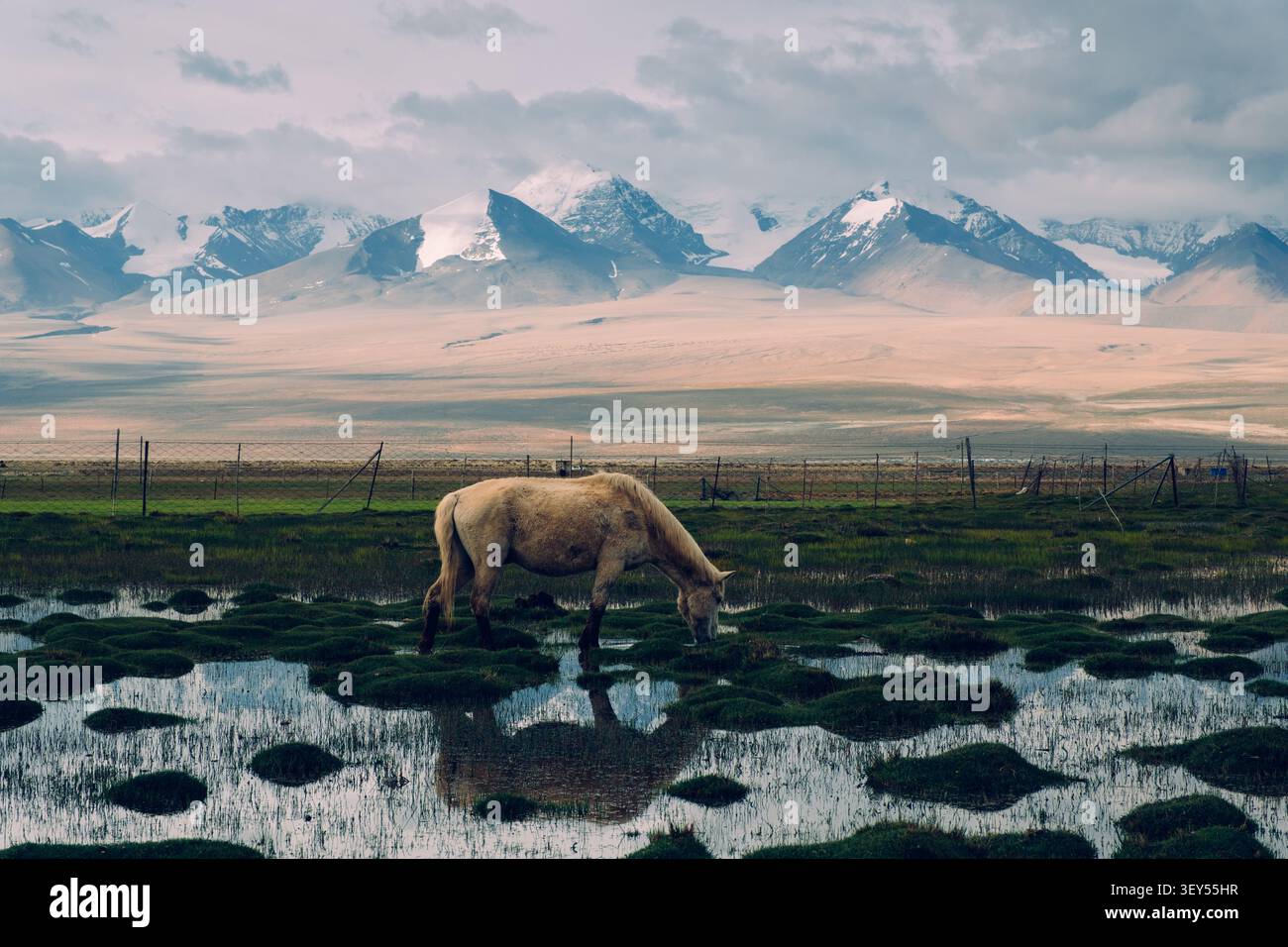 Un bel cavallo bianco beve da una tranquilla zona umida ai piedi dell'Himalaya. Foto Stock